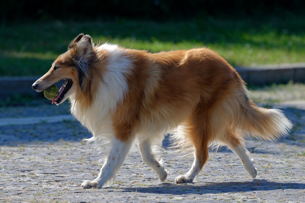 The Traits of the Bearded Collie - A Fun Companion